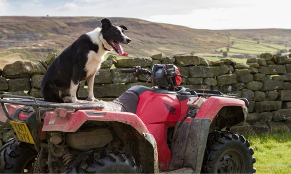 Black and white dog sat on red quad bike next to stone wall in a field